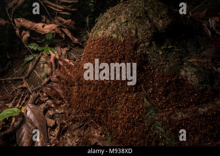 Une horde de fourmis grouillant de l'armée utilise son propre corps pour construire leur domicile temporaire, ce mobile nid de fourmis s'appelle un bivouac pour les fourmis de l'armée Banque D'Images