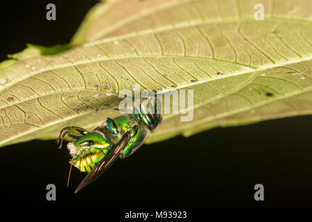 Une orchidée abeille verte sous couchage une feuille dans la jungle péruvienne. Banque D'Images