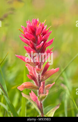 Un seul indian paintbrush blossom croissant le long Panorama Ridge, dans le parc national Banff, Alberta, Canada Banque D'Images