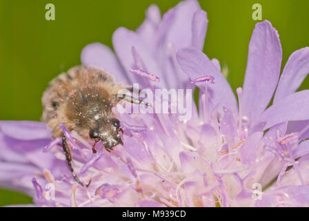 Une fleur poilue scarabée, Trichiotinus assimilis, couvert de pollen rose, rampant sur un champ scabious flower, Knautia arvensis. Banque D'Images