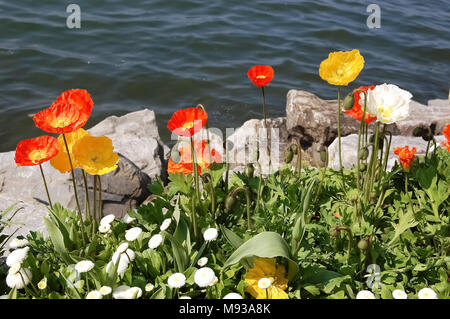 Printemps lumineux fleurs rouge et jaune par le lac sur le parterre. Banque D'Images