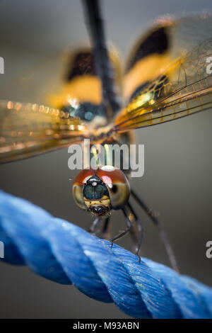 Flutterer à rayures jaune libellule aussi connu comme Rhyothemis phyllis libellule. La faune et les insectes macro photo et extreme close-up of Dragonfly face Banque D'Images