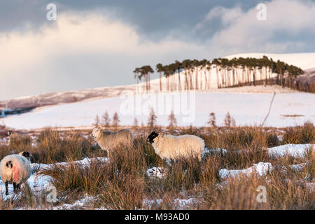 Moutons sur la Braes d'Abernethy dans les Highlands d'Ecosse. Banque D'Images