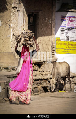 Femme indienne en Sari Rose transporter le bois sur la tête à travers la ville de Bundi, Rajasthan avec une vache sacrée dans l'arrière-plan. Scène de rue typique de l'Inde Banque D'Images