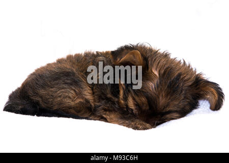 Le Yorkshire Terrier est un petit chien de race type terrier, développé au xixe siècle dans le Yorkshire, en Angleterre, pour attraper les rats dans les usines de vêtements. Banque D'Images