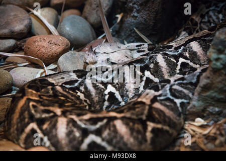 Un honred Bitis Gabonica viper se cache dans un endroit ombragé rocheux Banque D'Images