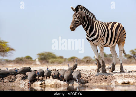 Le zèbre de Burchell (Equus quagga burchellii) - Onkolo cacher, Onguma Game Reserve, la Namibie, l'Afrique Banque D'Images