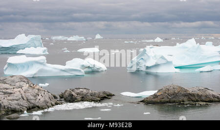 Une mouette de varech donne sur une colonie de pingouins Gentoo sur les rochers par des icebergs dans l'Antarctique. Les phoques reste sur un petit iceberg dans le centre. Banque D'Images