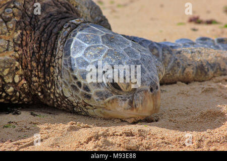 Close-up visage tourné d'une Tortue verte (Chelonia midas) sur une plage à Haleiwa, sur la rive nord de l'île d'Oahu. Banque D'Images