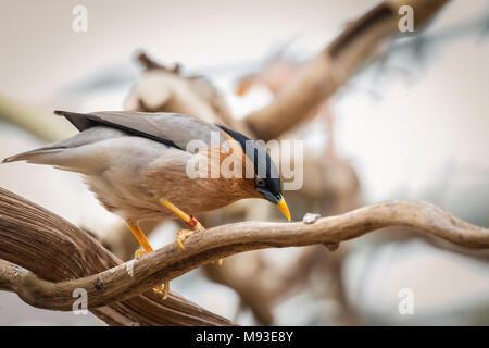 Brahminy myna bird Banque D'Images