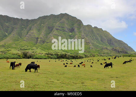 Du bétail dans la vallée de Kaaawa sur l'île d'Oahu, Hawaii, juste à l'extérieur de Honolulu. Banque D'Images