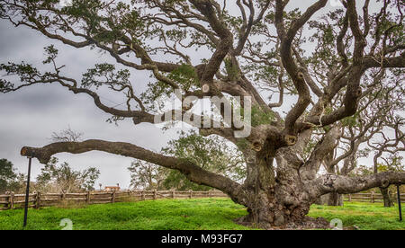 Grand arbre Live Oak, plus que 1000 ans, à Goose Island State Park près de Rockport, Maine. Il est estimé à avoir survécu plus de 40 ouragans Banque D'Images