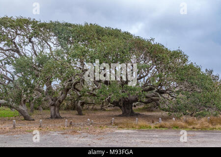 Chênes vivent près du Grand Arbre Live Oak, qui est plus que 1000 ans, à Goose Island State Park près de Rockport, Maine. Tous ces arbres ont Banque D'Images