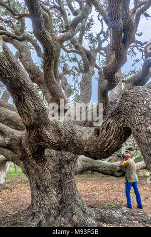 Photographe à l'chênes vivent près du Grand Arbre Live Oak, qui est plus que 1000 ans, à Goose Island State Park près de Rockport, Maine. Tous les Banque D'Images