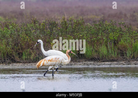 La grue de Aransas National Wildlife Refuge sur un matin brumeux, Misty Banque D'Images