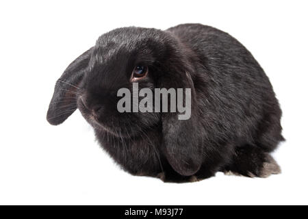 Funny baby rabbit lop sur un fond isolé Banque D'Images
