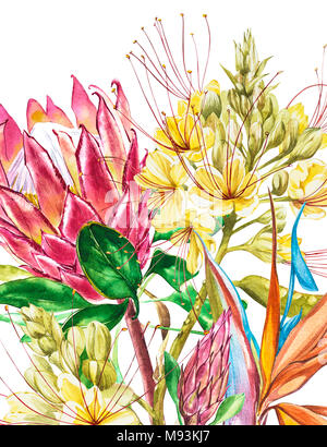 Aquarelle Protea, Caesalpinia et fleurs de Strelitzia. Floral décoration tropicale illustration botanique. Aquarelle isolés. Parfait pour une invitation, Banque D'Images