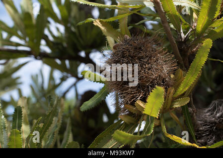 Un vieil homme ou Banksia serrata Banksia arbre, un oiseau attirant des plantes indigènes australiens fleurs jaune vif, puis fondus à gray Banque D'Images