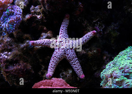 Fromia en étoile de réservoir d'aquarium Banque D'Images