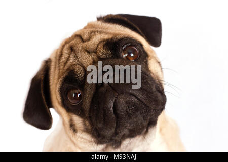 Le pug dog est assis et regarde directement dans la caméra. De grands yeux tristes. Banque D'Images