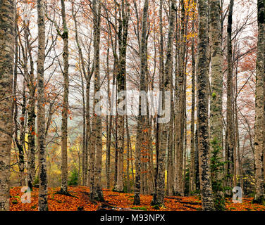 Forêt de hêtre. Parc National D'Ordesa. Hesca, Espagne. Banque D'Images