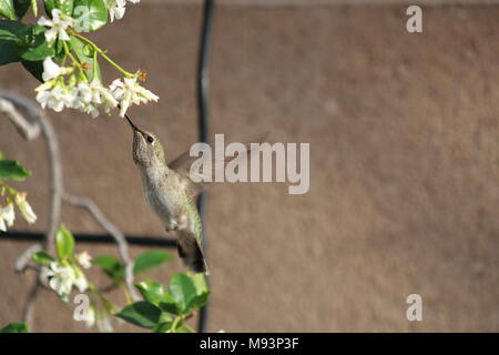 Hummingbird nectar potable Banque D'Images