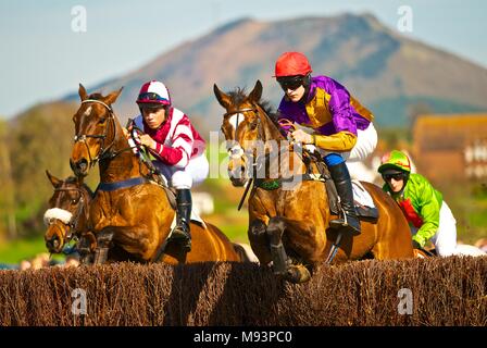 Les courses de chevaux sur les jockeys bay l'obstacle des clôtures à Eyton sur Severn à Pâques, point à point avec le Wrekin mountain en arrière-plan Banque D'Images