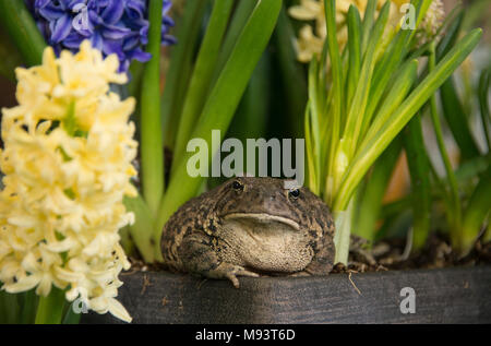 Grenouille crapaud avec les yeux d'or comme des bijoux dans des terriers en fleurs de printemps parmi les fleurs de jonquilles et de jacinthes Banque D'Images