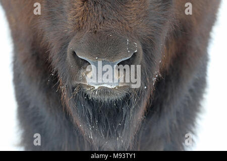 Les narines d'un Bison des bois (Bison bison athabascae) dans la neige. Banque D'Images