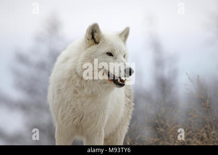 Un loup arctique (Canis lupus arctos) sourire dans un profil tourné. Banque D'Images