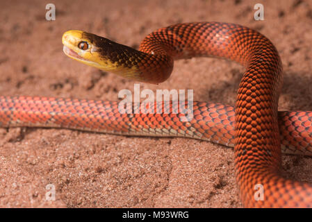 Le Formosa faux coral snake (Oxyrhopus formosus) est une espèce de serpent. C'est l'un des plus colorés les serpents dans la jungle. Banque D'Images