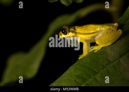 La jupe rouge grenouille d'arbre (Dendropsophus rhodopeplus) mâle appels à attirer une compagne. Banque D'Images