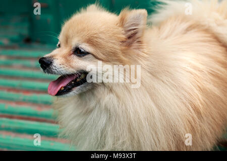 Fil électrique blanc-marron chiot pomeranian dog Banque D'Images