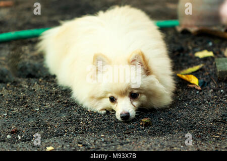 Fil électrique blanc-marron chiot pomeranian dog Banque D'Images