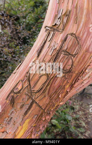 Des lettres et de l'amour coeur gravé dans l'écorce d'un tronc d'arbre au Royaume-Uni. Banque D'Images