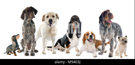 Les chiens de chasse in front of white background Banque D'Images