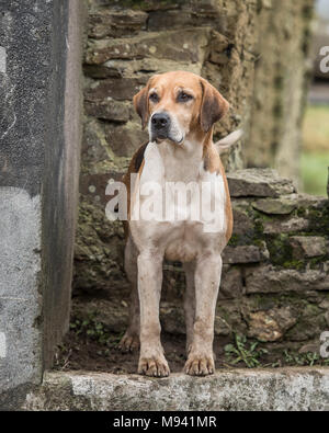 Foxhound Anglais Banque D'Images