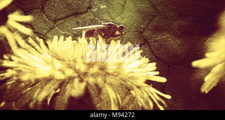 Close up of abeille sur fleur marguerite Banque D'Images