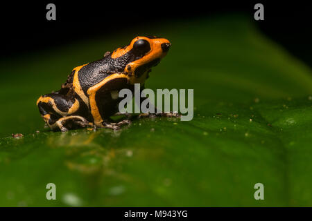 Les basses terres de la morph red headed poison frog (Ranitomeya fantastica) une espèce menacée par la perte de son habitat et le braconnage. Seulement au Pérou. Banque D'Images