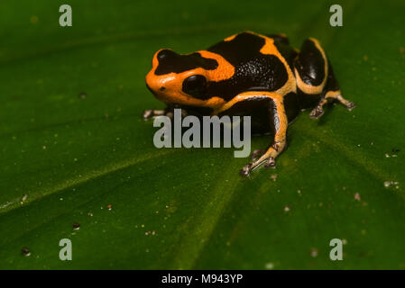 Les basses terres de la morph red headed poison frog (Ranitomeya fantastica) une espèce menacée par la perte de son habitat et le braconnage. Seulement au Pérou. Banque D'Images