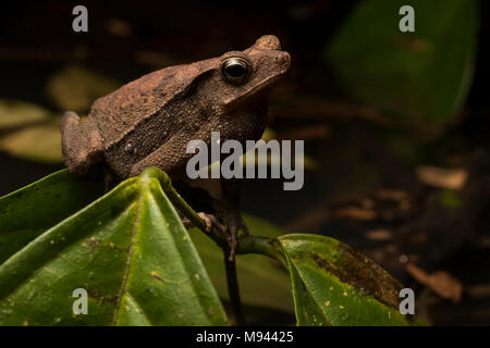 Un crapaud commun sud-américain (Rhinella margaritifera mâles) a trouvé une flaque et trilles de là dans l'espoir d'attirer un partenaire. Banque D'Images