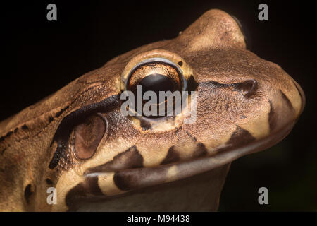 La fumée (Leptodactylus pentadactylus grenouille jungle) est la plus grosse grenouille espèce dans son aire de répartition, il est assis sur le sol de la forêt et se nourrit de proies plus petites. Banque D'Images