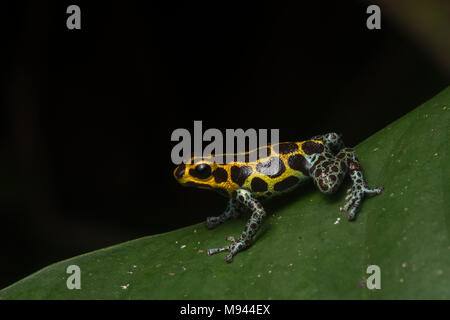 Imiter poison frog (Ranitomeya imitateur) sur une feuille dans la nuit, c'est un mimic mullériennes de R. variabilis. Les deux espèces sont toxiques et obtenir la protection commune. Banque D'Images