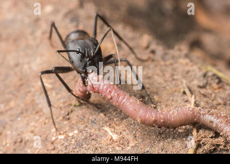 Une fourmi prédatrice sur l'accaparement d'un ver et la mâcher avec ses mandibules, elle aura de nouveau au nid pour manger. Banque D'Images