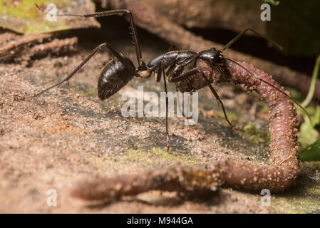 Une fourmi prédatrice sur l'accaparement d'un ver et la mâcher avec ses mandibules, elle aura de nouveau au nid pour manger. Banque D'Images