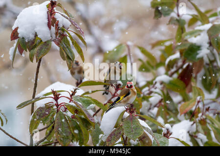 Groupe des chardonnerets dans un jardin de neige alors qu'il neige, la faune UK Banque D'Images