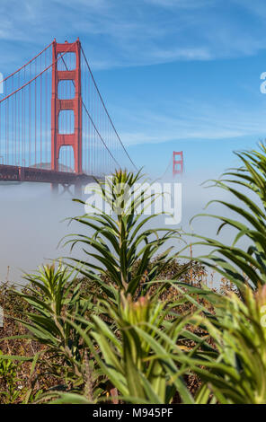 L'emblématique pont du Golden Gate, à faible brouillard sous le pont, et la fierté de l'usine de Madère sur le premier plan, San Francisco, California, United States. Banque D'Images