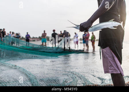 Les pêcheurs dans le village côtier de Kotu, Gambie, tirer dans leur filet de pêche dans l'espoir d'attraper le barracuda pour les touristes. Banque D'Images