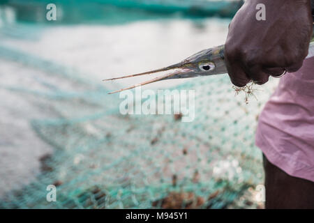 Les pêcheurs dans le village côtier de Kotu, Gambie, tirer dans leur filet de pêche dans l'espoir d'attraper le barracuda pour les touristes. Banque D'Images