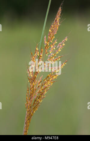 63863-02519 le barbon (Andropogon gerardi) graines de graminées chef Marion Co. IL Banque D'Images